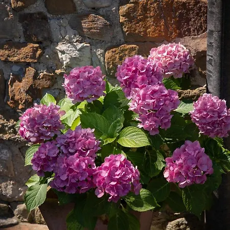 Aparthotel Chianti Lovers Country House *